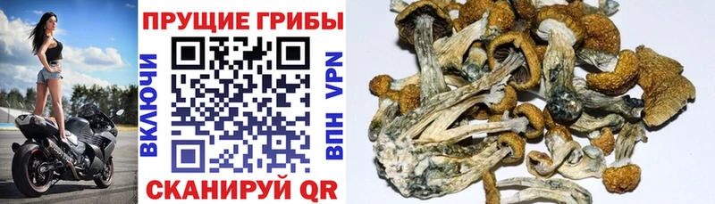 Псилоцибиновые грибы мицелий  Бирюсинск 